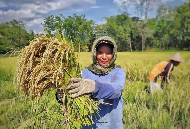 Kelompok Tani Padaidi Manfaatkan Irigasi Program PKPM PT Vale Kelompok Tani Padaidi Manfaatkan Irigasi Program PKPM PT Vale