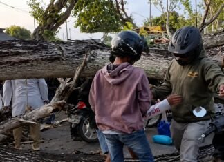 Lagi, Pohon Besar Tumbang Timpa Warga Kota Palu
